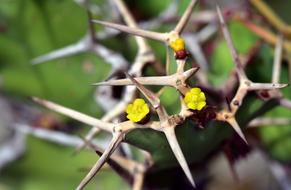berries are green thin branches