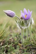 Pasque Flower Spring Meadow