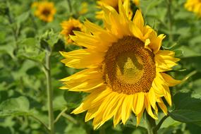 Sunflower Field Nature