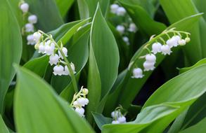 Konwalie Spring Flowers May