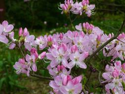 Flower Nature Plant