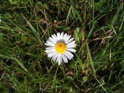 Nature Grass Flora