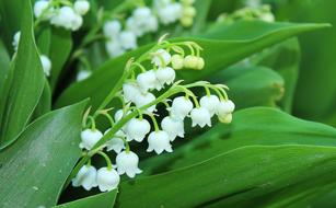 white bells are cute