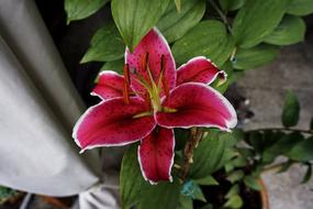 Flower Nature Plant