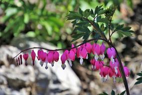 Spring Nature At The Court Of