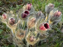Nature Plant Flower