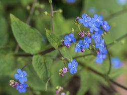 blooming in the park is blue