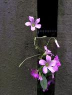 Flower Nature Plant
