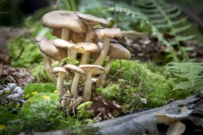 Mushroom Nature
