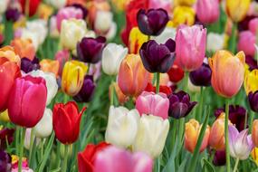 Tulip Blossom Bloom