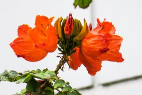 Flame Wood Nature Plant