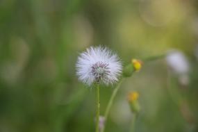 Nature Flora Summer