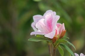 Rhododendron Hong Kong The Year