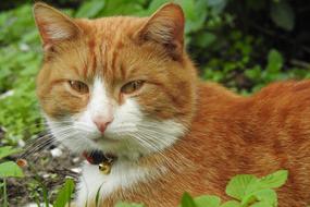 Animals Charming Mammals