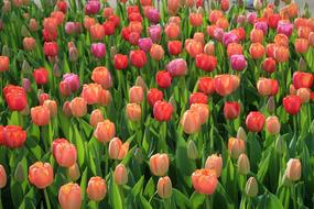 Tulip Tulips Keukenhof