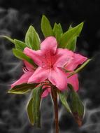 pink one flower is beautiful