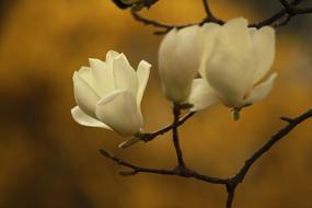 Nature Plants Flowers
