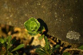 Stone Crop Wall Plant