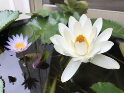 Flower Plant Nature Small