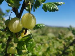 Goosberries Nature Scotland