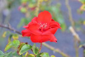 Flower Garden Plant