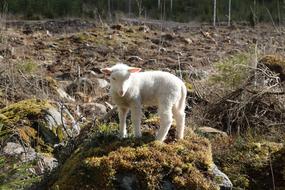 Nature Outdoors Grass The Animal