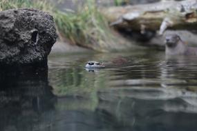 otter stone zoo