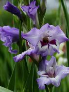 Nature Landscape Flowers