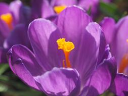 Crocus Flower Blossom
