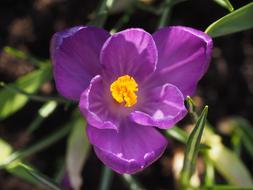 flowering purple buds