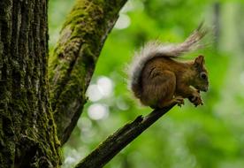 a squirrel on a big branch