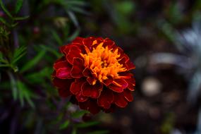 Nature Plant