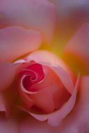 Rose Flower Close Up Pink
