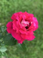 Flower Nature Plant