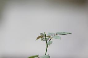 Leaf Flora Nature