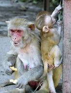 Monkey with baby on the ground