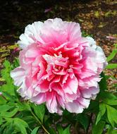 a beautiful strange flower