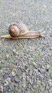 Snail Gastropod Nature