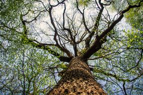 Tree Nature Wood