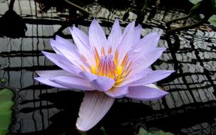 Flowers Plant Natural