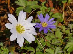 Spring Annemone White