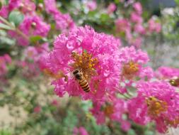 many bees on one flower