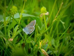 Butterflies Butterfly Brown