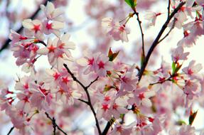 Flowers Cherry Branch