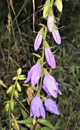 Wild Flower Bellflower Shrub