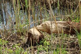 Tree Beaver Beavers Pests Of