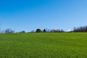 Grass Nature Panoramic
