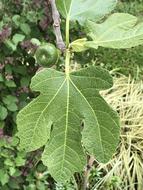 Leaf Nature Plant