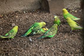 Nature Animal World