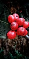 juicy fresh berries
